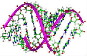 DNA modelo