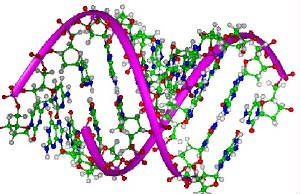 Click to see Model DNA Double Helix in large