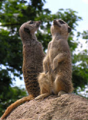 Together we watch our back doors