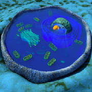 Cell-makeup