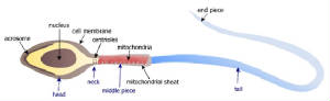 Spermatozoa make up with Mitochondrial sheath as a plasma power source