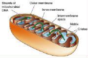 Mitochondrial