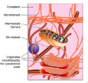 Organelles de una celula.