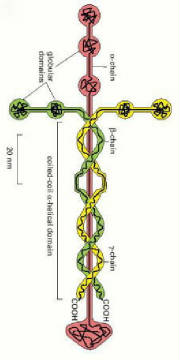 laminin is the fabric that tie cells and Life structures together just like Love.