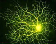 Retinal-cell Ganglion