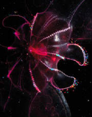 Ethereal Auras of Real Living Creatures