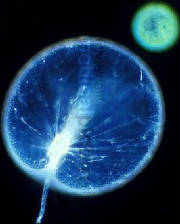 The smallest light source from the living in nature - bioluminescence of Noctiluca a dinoflagellata