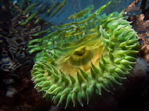 Green anemone vancouver island