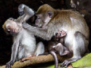 If mother do not give the older brother attention be sure he will become jealous