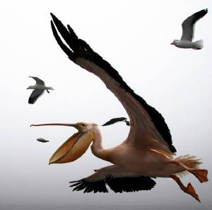 Like space-birds overtake everything to the size and speed of a bullet . We should catch all of them, to have a closer look.