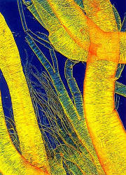 Like veins brining cold water from the deep.