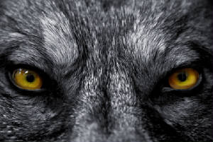 Fitness means to be dominante. Like our dominant wolf.