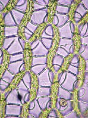 Sphagnum Living Sponge
