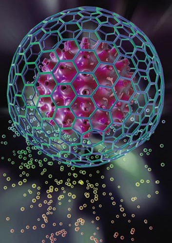 They have inter comunication with the mother cell