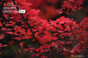 Symbol of Autumn