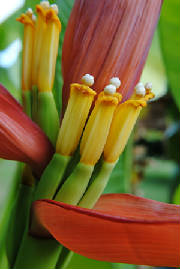 Evry finger have a Bannana flower