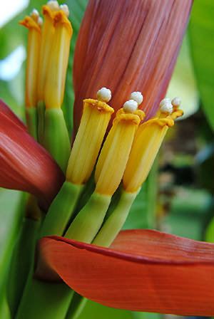 Each fruit starts as a flower