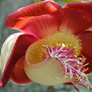 canonball flower
