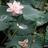 Link-to-Jungle-Mama-galery