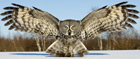 Wisdom of the Owl