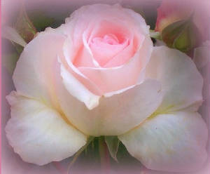 delicate beauty very much alive