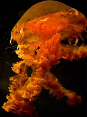 pacific jellyfish