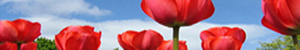 red on a blue sky