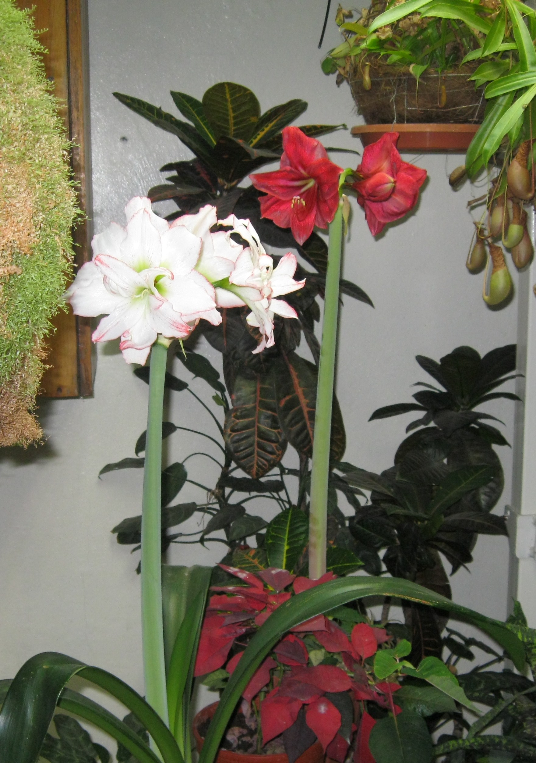 niche in my gardin