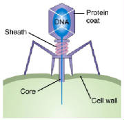 phage as a machine