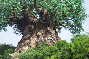 Africa Sculptured tree