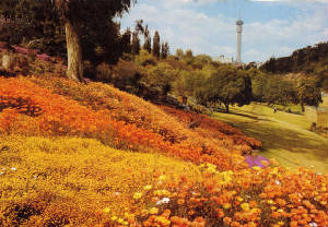 Meer blomme in Pretoria