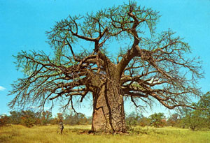 Krimertardboom