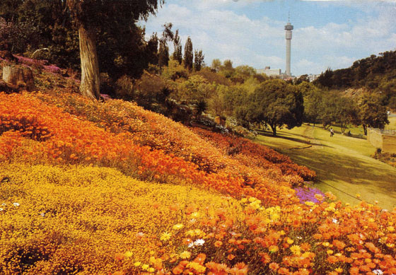 Meer blomme in die blomme stad
