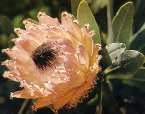 Protea