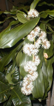 a Cane flower you can smell miles away