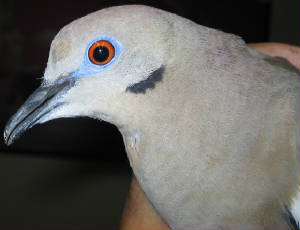 Red eye pigeon