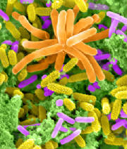 Lake washington microbes