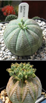 Click - Euphorbia Obesa baseball plant