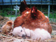 Click - Interdependence of all living beings