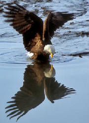 Bald eagle sees himself - without feathers