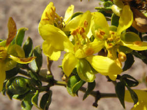 This flower is from a rootsystem older than 10,000 yrs