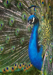 Click - Life always strives for Admiration