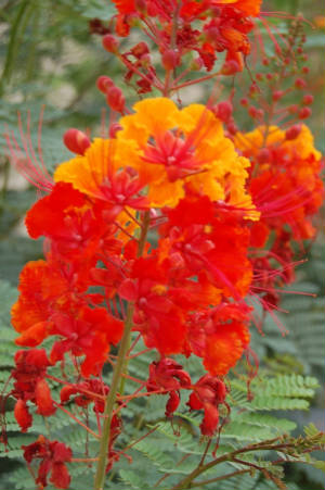 Click - desde Arizona hermosa flor.