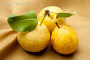 These Pears are Alive - be gratefull to the Living.
