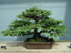 Sequoia Sempervirens California Redwood - In the wild they are bigest and oldes on earth