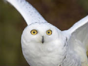 Snow owl