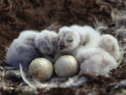 snow owlet