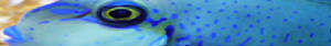 Eye-on-blue-aqua