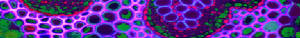 In IDREA, Double Helix LIFE is our Deity, and Creator of all