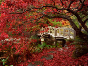 Click - Large Japanese Zen Garden in Autumn colors